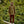 Load image into Gallery viewer, FUZZ - DALLAS SMOCK JACKET FOREST CAMO